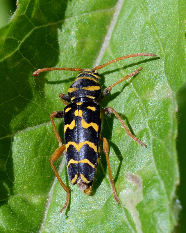 Amphicoma carceli,